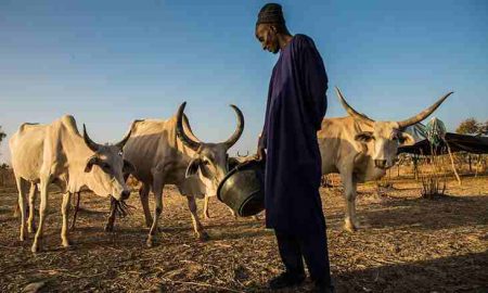 Projet régional d'appui au pastoralisme au Sahel