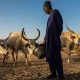 Projet régional d'appui au pastoralisme au Sahel