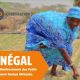La Fondation Mastercard et ICCO s'associent pour renforcer la résilience de 80000 agriculteurs au Sénégal