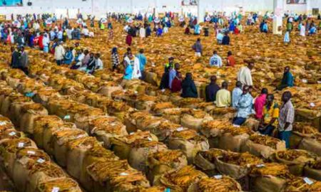 Impact de l’autorisation de la vente des produits de tabac africain sur le marché américain