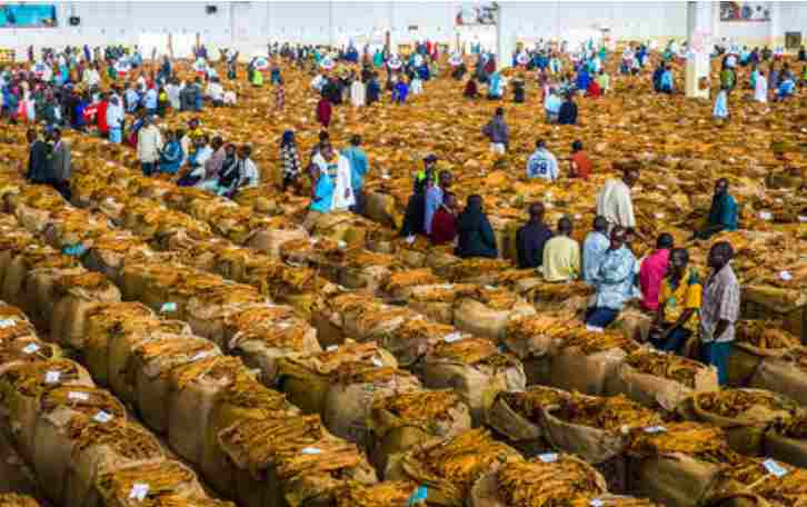 Impact de l’autorisation de la vente des produits de tabac africain sur le marché américain