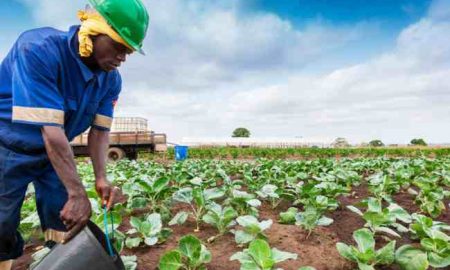 Kenya: Comment peut-on améliorer l'accès des petits exploitants aux marchés?