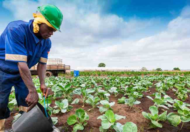 Kenya: Comment peut-on améliorer l'accès des petits exploitants aux marchés?