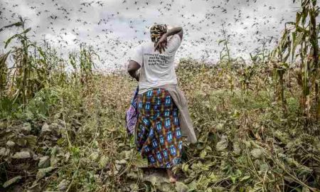 L'Afrique australe fait face à une nouvelle invasion acridienne