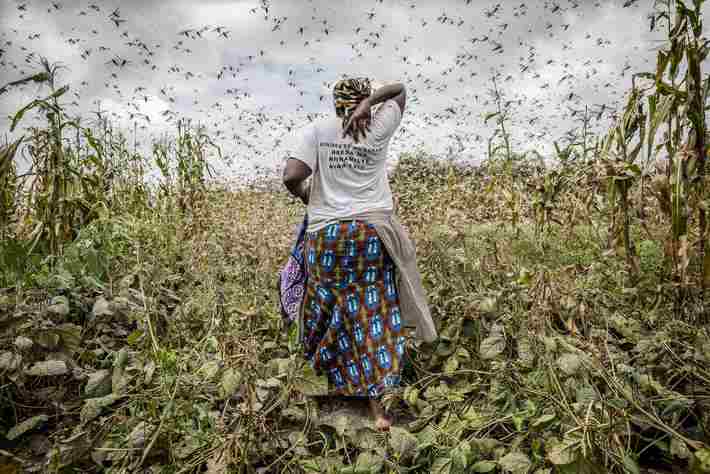 L'Afrique australe fait face à une nouvelle invasion acridienne