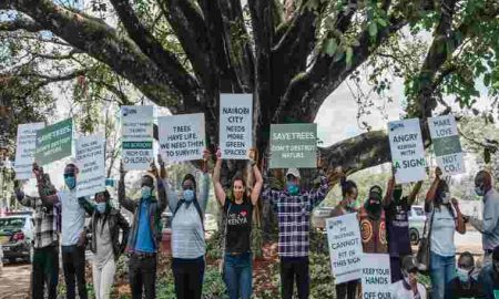 Nairobi, le projet de déraciner le figuier emblématique est abandonné