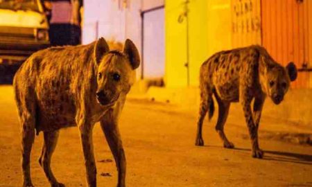 Des hyènes ont dévoré un homme de 87 ans endormi dans sa hutte au Zimbabwe