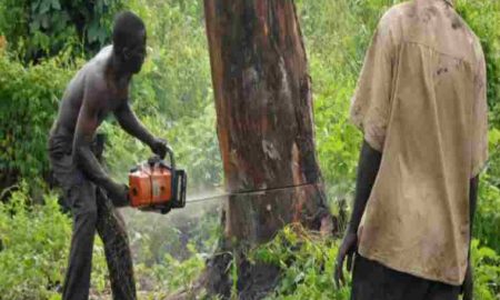 Le Kenya fait face à une pénurie de bois alors que la demande augmente