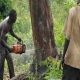 Le Kenya fait face à une pénurie de bois alors que la demande augmente