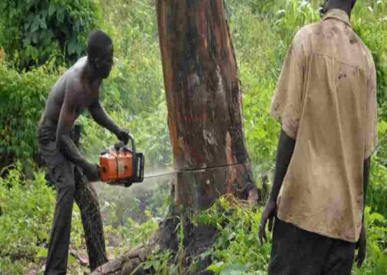 Le Kenya fait face à une pénurie de bois alors que la demande augmente