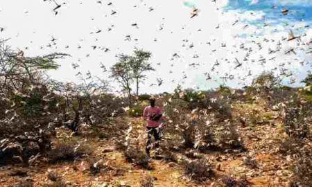 Les criquets pèlerins menacent les moyens de subsistance de millions de personnes en Afrique