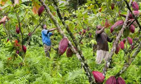 Les principaux producteurs africains intensifient la querelle du cacao