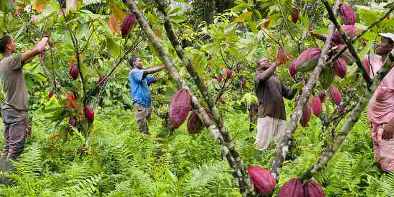 Les principaux producteurs africains intensifient la querelle du cacao