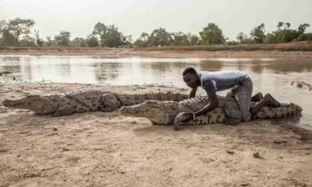 "Crocodile man"... une couverture pour les criminels en Afrique centrale