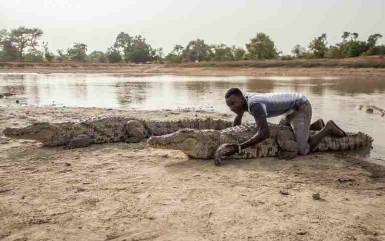 "Crocodile man"... une couverture pour les criminels en Afrique centrale