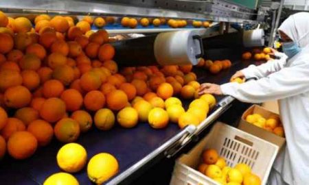 L'Égypte cherche à maintenir sa position de premier exportateur d'oranges au monde