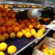 L'Égypte cherche à maintenir sa position de premier exportateur d'oranges au monde