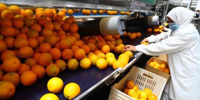 L'Égypte cherche à maintenir sa position de premier exportateur d'oranges au monde