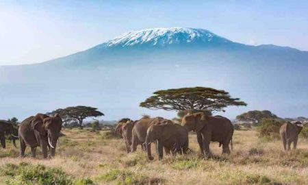 Pourquoi le nombre de touristes a diminué de 72% au Kenya ?