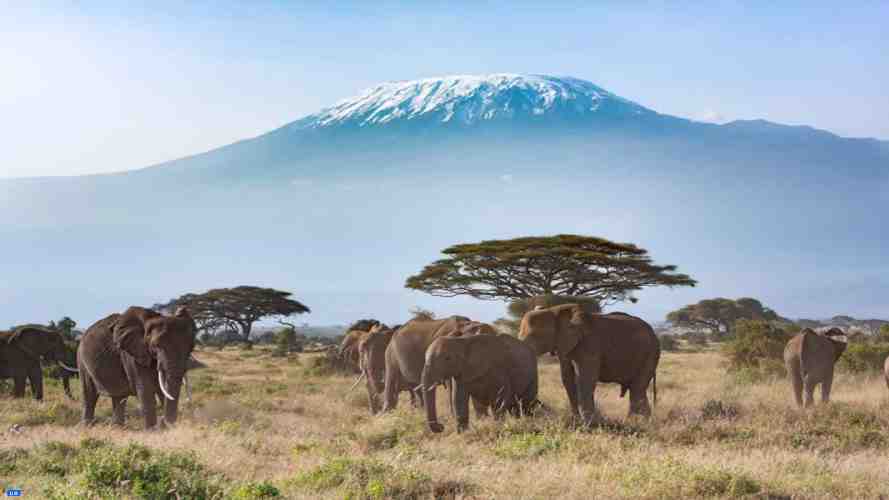 Pourquoi le nombre de touristes a diminué de 72% au Kenya ?