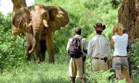 La nature et les safaris sont les grands atouts pour stimuler le secteur du tourisme en Ouganda