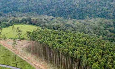 Zimbabwe: Nous nous engageons à conserver les forêts pour contrer les implications du changement climatique