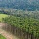 Zimbabwe: Nous nous engageons à conserver les forêts pour contrer les implications du changement climatique