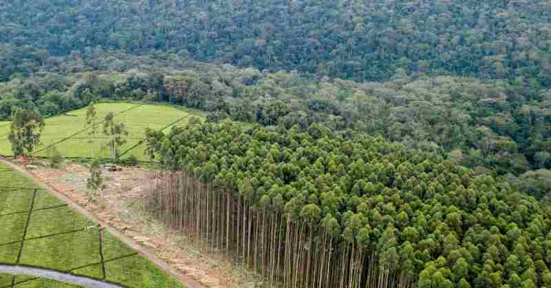 Zimbabwe: Nous nous engageons à conserver les forêts pour contrer les implications du changement climatique
