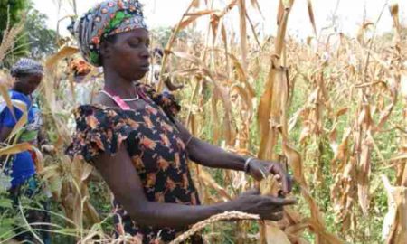 Le "compost miracle" qui changera l'avenir de l'agriculture africaine