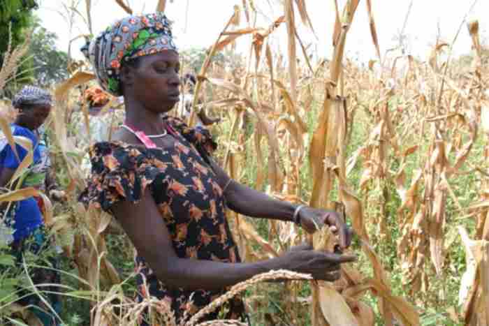 Le "compost miracle" qui changera l'avenir de l'agriculture africaine