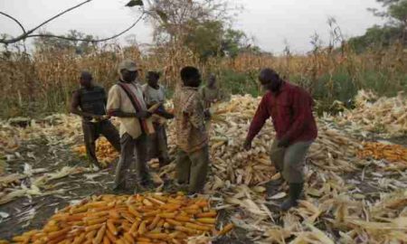 Les défis de la sécurité alimentaire en Afrique ... Une lecture de la réalité et des enjeux