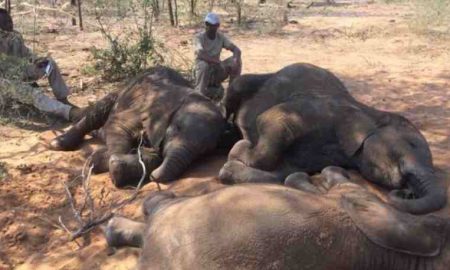 Le Botswana entre éléphants morts et super numérique