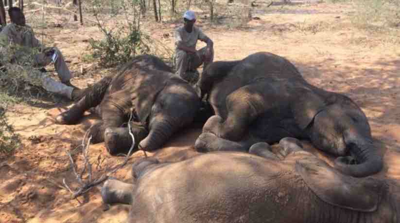 Le Botswana entre éléphants morts et super numérique