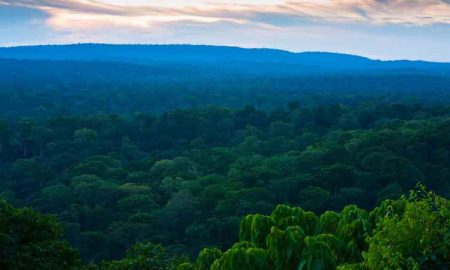 Un plan «révolutionnaire» pour sauver la plus grande forêt d'Afrique contribue à stabiliser le climat mondial