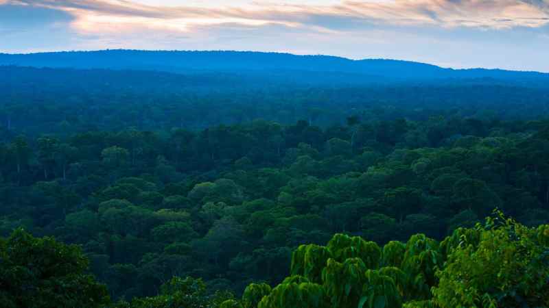 Un plan «révolutionnaire» pour sauver la plus grande forêt d'Afrique contribue à stabiliser le climat mondial