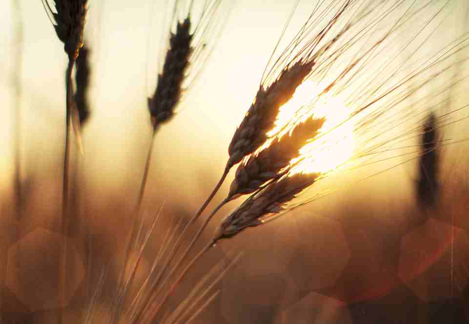 Grâce au plan d'autosuffisance, l'Éthiopie réduira la moitié des importations de blé
