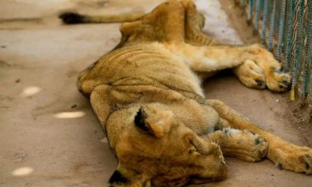 Même les animaux souffrent de négligence et de faim en Algérie