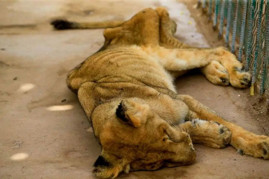 Même les animaux souffrent de négligence et de faim en Algérie