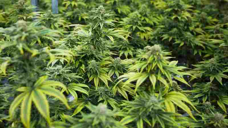 Cultiver du cannabis médical en Ouganda