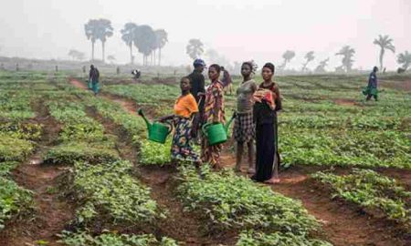 La Banque mondiale: le secteur agricole ougandais a contribué à la cohésion de l'économie