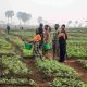 La Banque mondiale: le secteur agricole ougandais a contribué à la cohésion de l'économie