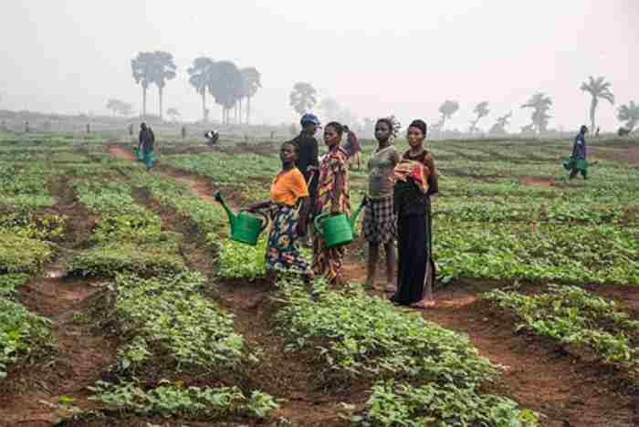 La Banque mondiale: le secteur agricole ougandais a contribué à la cohésion de l'économie