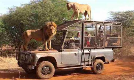Sénégal. Les visiteurs d'un zoo peuvent voir des lions de très près