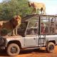 Sénégal. Les visiteurs d'un zoo peuvent voir des lions de très près