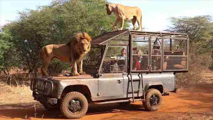 Sénégal. Les visiteurs d'un zoo peuvent voir des lions de très près