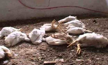 Après que l'Algérie est devenue un foyer de la grippe aviaire en Afrique, la Mauritanie ferme ses frontières