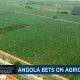 Des terres stériles transformées en fermes productives et exportatrices en 6 mois en Angola