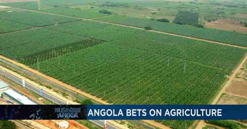 Des terres stériles transformées en fermes productives et exportatrices en 6 mois en Angola