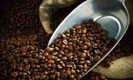 Grâce au beau temps, les exportations de café ougandaises explosent en 2021