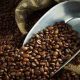 Grâce au beau temps, les exportations de café ougandaises explosent en 2021